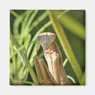 Imã Rezando Mantis