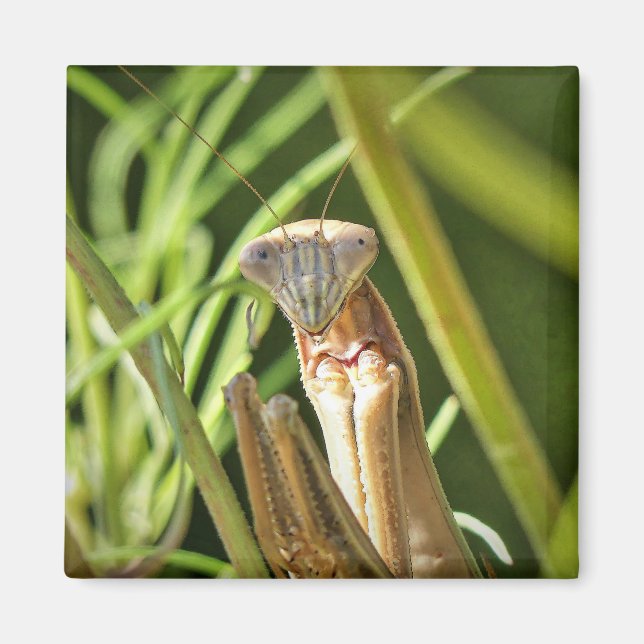 Imã Rezando Mantis (Frente)