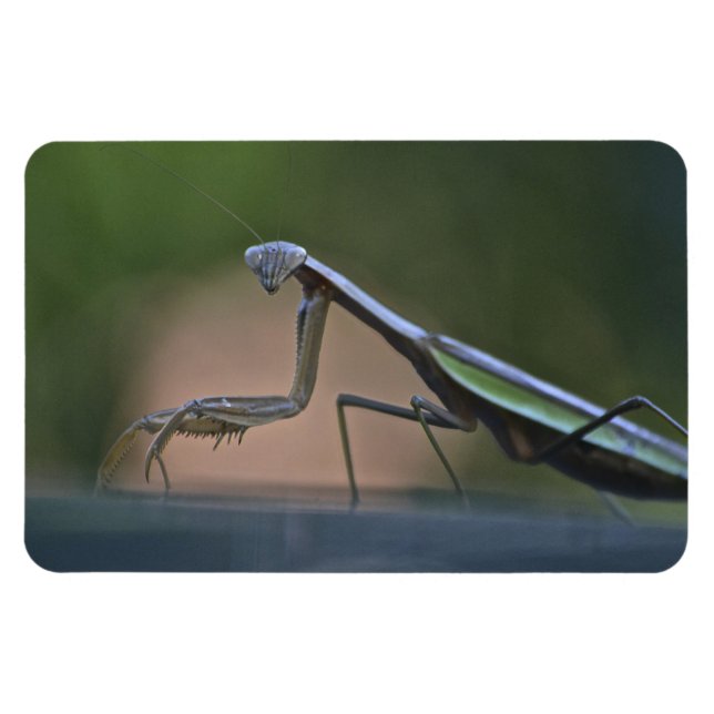 Ímã Rezando Mantis Grande Magnet (Horizontal)