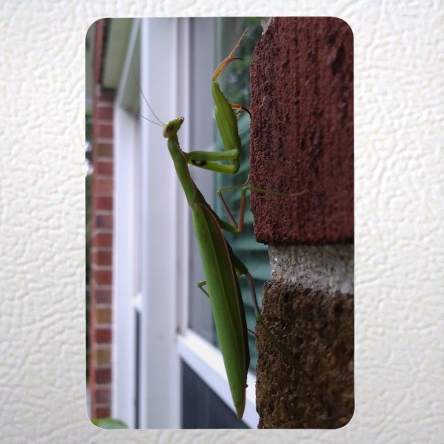 Ímã Rezando Mantis na Parede Brick (Praying Mantis on Brick Wall Magnet on Fridge)
