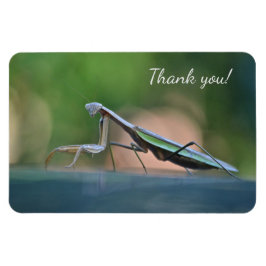 Ímã Rezando Mantis Obrigado