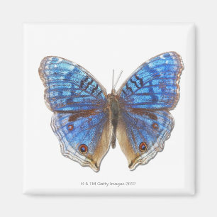 Imã Rhadama do Precis