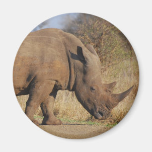 Imã Rhino