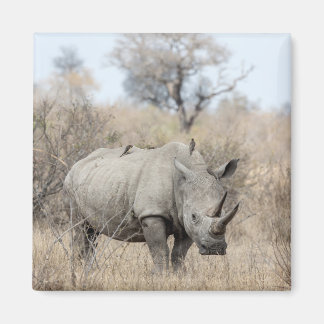 Imã Rhino Branco