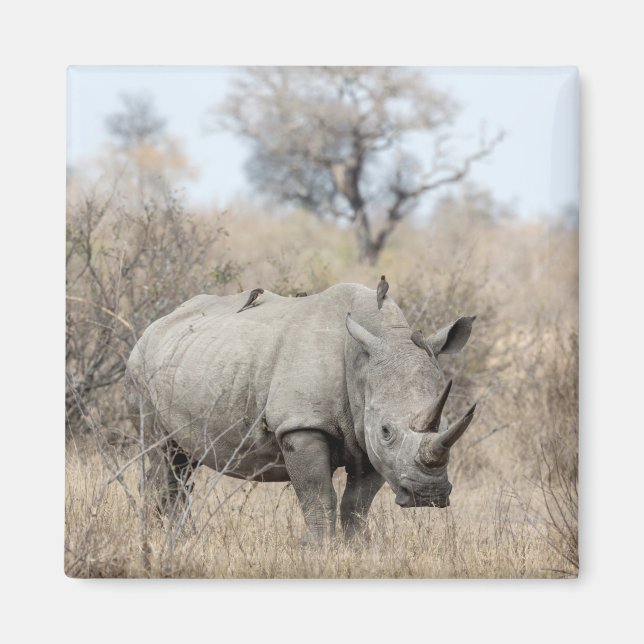 Imã Rhino Branco (Frente)
