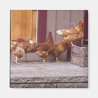 Imã Rhode Island Magnet