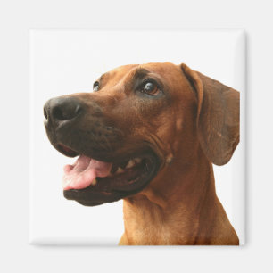 Imã Rhodesian Ridgeback