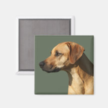 Rhodesian Ridgeback