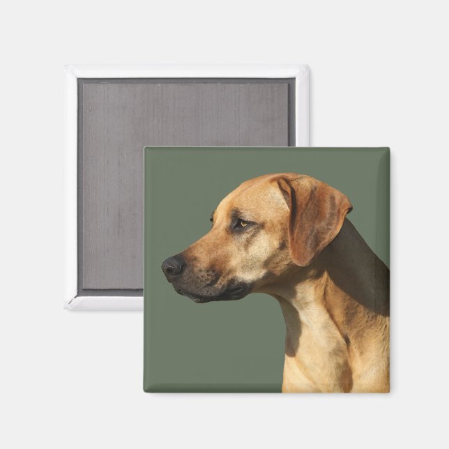 Imã Rhodesian Ridgeback (Front/Back)