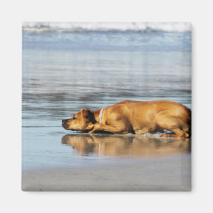 Imã Rhodesian Ridgeback - está a água fria?