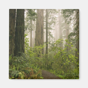 Imã Rhododendron florescendo entre as Sequoias Vermelh