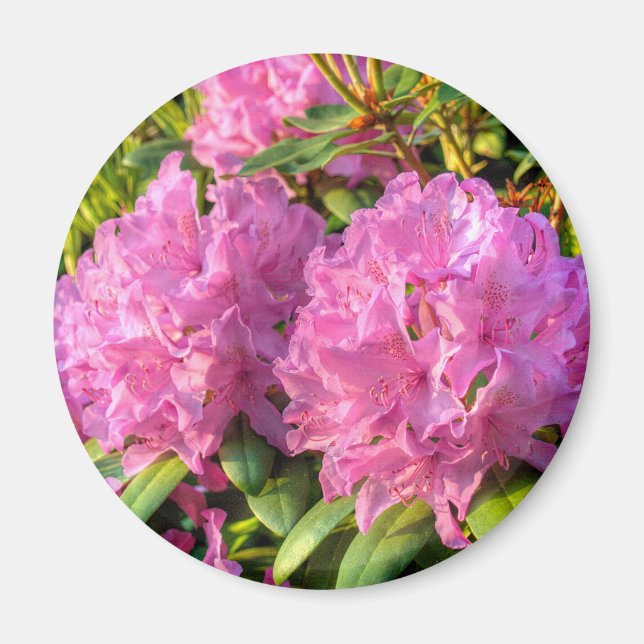 Imã Rhododendron II rosa (Frente)