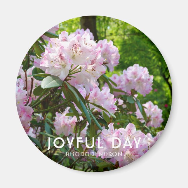 Imã Rhododendron "Joyful Day" (Frente)