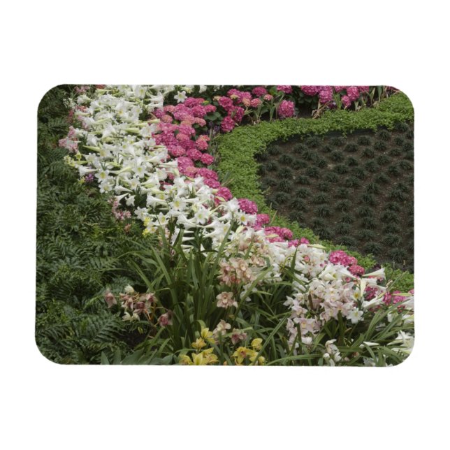 Ímã Rhododendron (Rhododendron catawbiense) Heath (Horizontal)