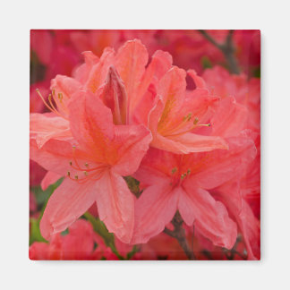Imã Rhododendron Rosa Azalea Flores Magnet
