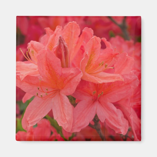 Imã Rhododendron Rosa Azalea Flores Magnet (Frente)