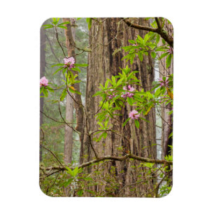 Ímã Rhododendrons em Flor Parque Estadual Redwoods,