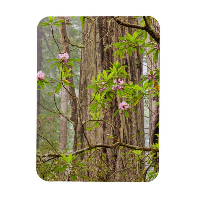 Ímã Rhododendrons em Flor | Parque Estadual Redwoods,  (Vertical)