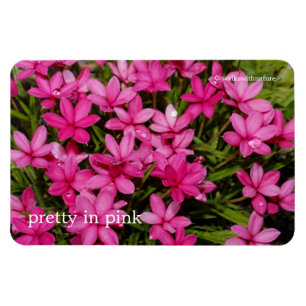 Ímã Rhodohypoxis/estrela vermelha/Posy rosado