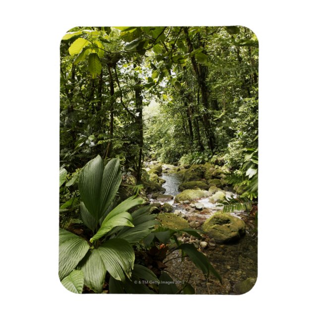 Ímã riacho na floresta tropical, Dominica (Vertical)