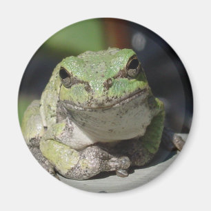 Imã ribbit