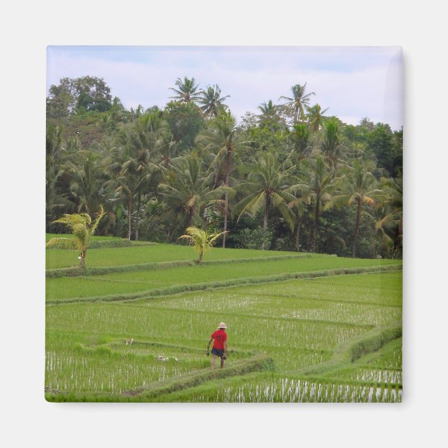 Imã Rice Paddys Ubud Bali (Frente)