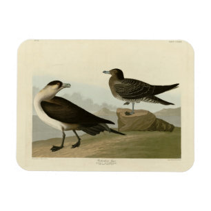 Ímã Richardson's Jager das Aves da América de Audubon