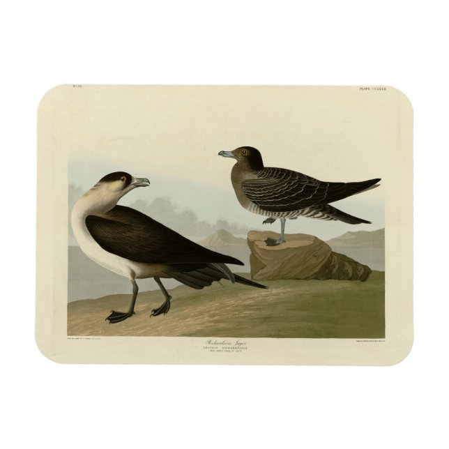 Ímã Richardson's Jager das Aves da América de Audubon (Horizontal)