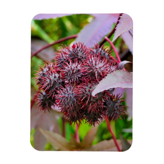 Ímã Ricinus communis (Vertical)