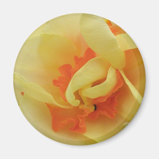 Imã Rico Daffodil Magnet (Frente)