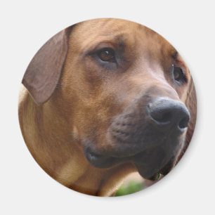 Imã Ridgeback Magnet