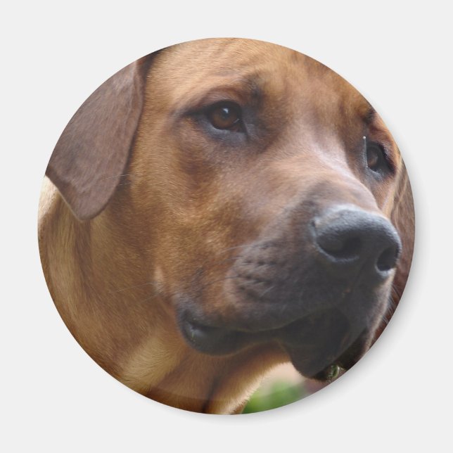 Imã Ridgeback Magnet (Frente)