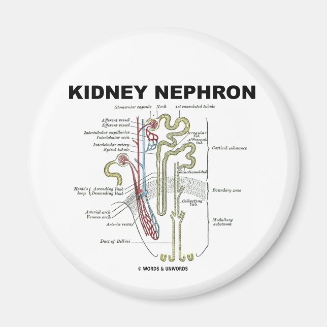 Imã Rim Nephron (Frente)