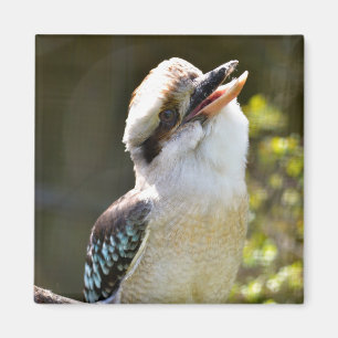 Imã Rindo de Kookaburra empoleirado no Squ postal