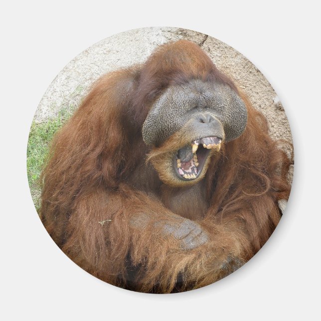 Imã Rindo de Orangutan (Frente)