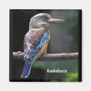 Imã Rindo do Pássaro Kookaburra