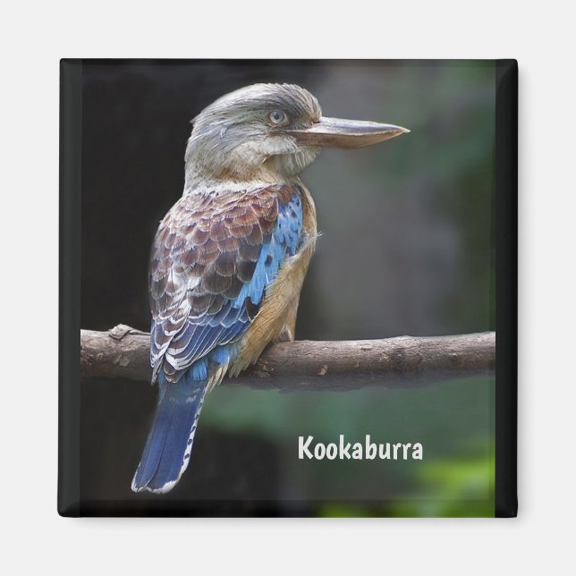 Imã Rindo do Pássaro Kookaburra (Frente)