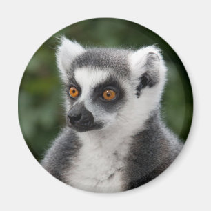 Imã Ring Lemur Magnet