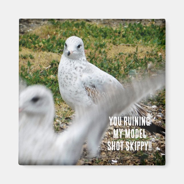 Imã Ringbill Seagull  (Frente)