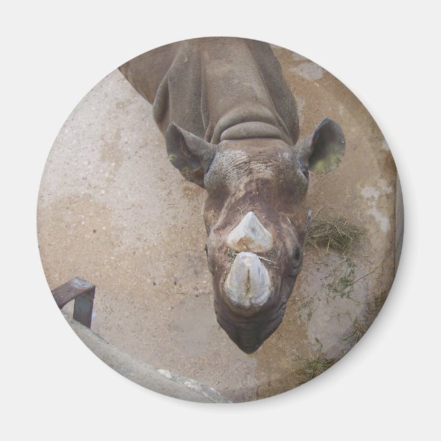 Imã Rino no zoológico de San Antonio (Frente)