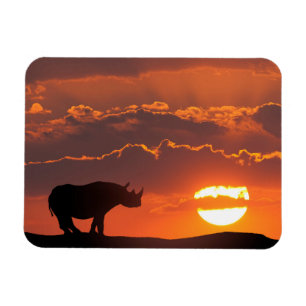 Ímã Rinoceronte ao pôr do sol, Masai Mara, Quênia