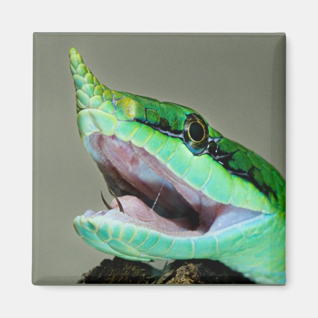 Imã Rinoceronte Cobra (Frente)