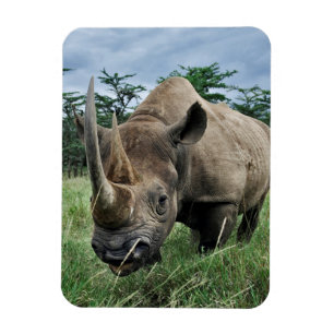 Ímã Rinoceronte Negro   Quénia