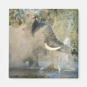 Imã Rio de Chobe, Botswana, África
