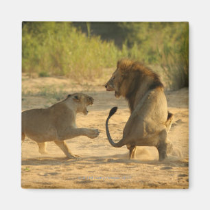 Imã Rio de Timbavati, parque nacional de Kruger,