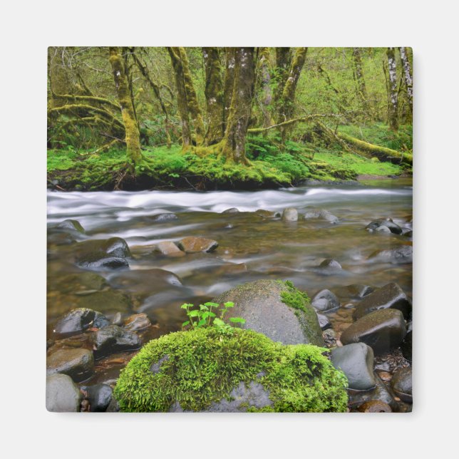 Imã Rio em floresta verde, Oregon (Frente)