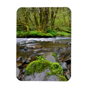 Ímã Rio em floresta verde, Oregon