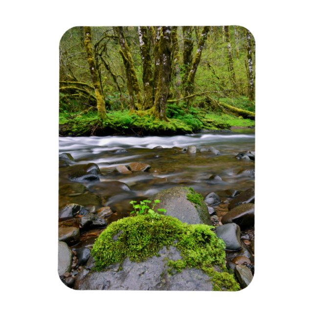 Ímã Rio em floresta verde, Oregon (Vertical)