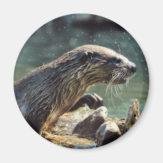 Imã Rio Otter Animal-lover Foto da vida selvagem