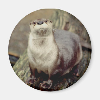 Imã Rio Otter Magnet